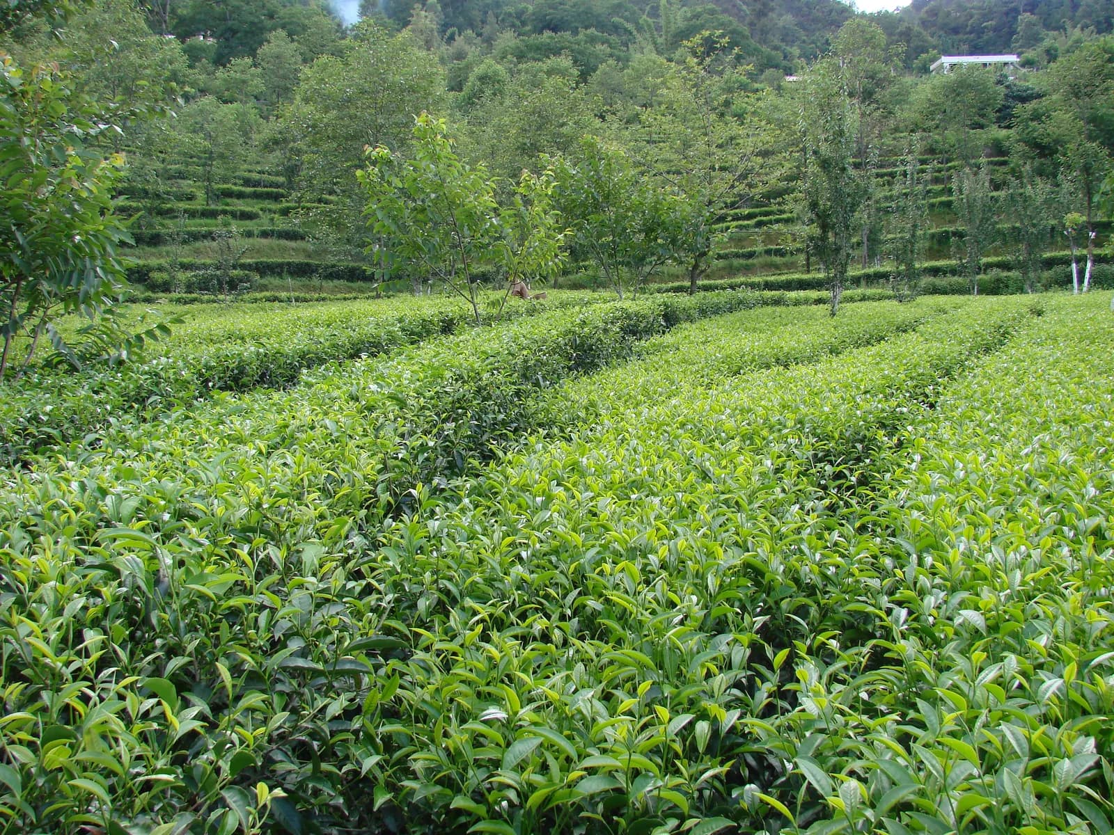凤庆层叠茶园与远山景观